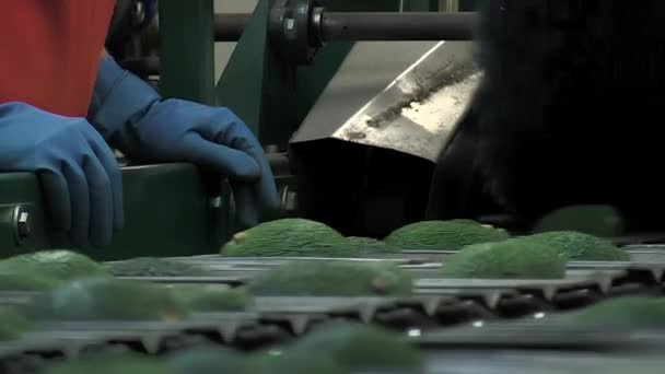 将鳄梨放入工业分级机生产线的操作员 — 图库视频影像