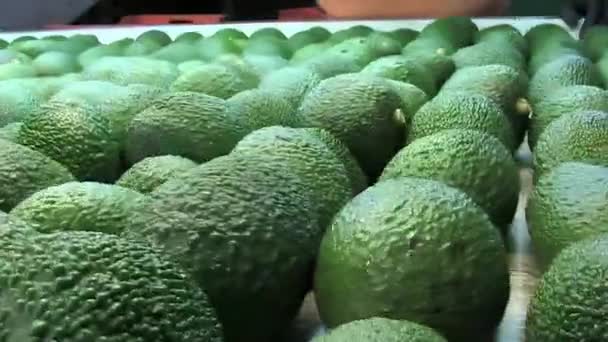 Abacates Hass Verde Uma Linha Industrial Embalagem — Vídeo de Stock