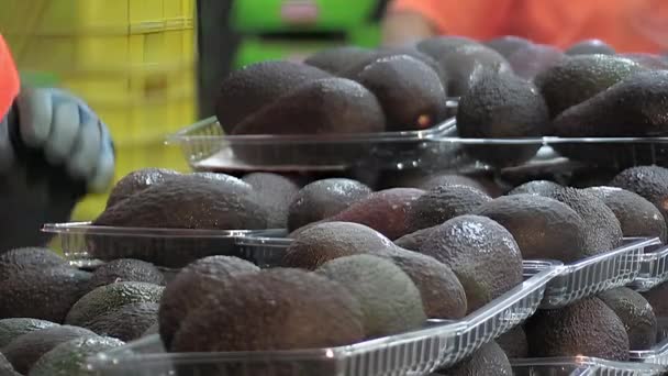 Bir Ambalaj Sanayi Hattında Olgun Hass Avokado Tepsileri — Stok video