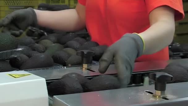 パッケージング産業ラインに熟したアボカドのトレイを配置する労働者 — ストック動画