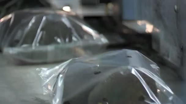 パッケージングの産業ラインにおける熟したアボカドのトレイ — ストック動画
