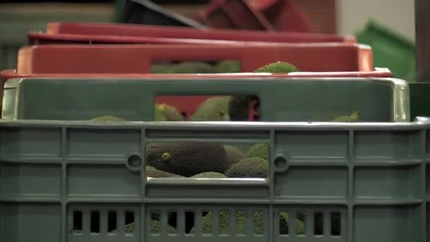 Kisten Mit Geernteten Avocados Einer Industriellen Verarbeitungslinie — Stockvideo