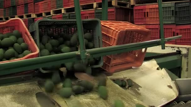 Bir Endüstriyel Işlem Hattında Avokado Kutuları Boşalt — Stok video