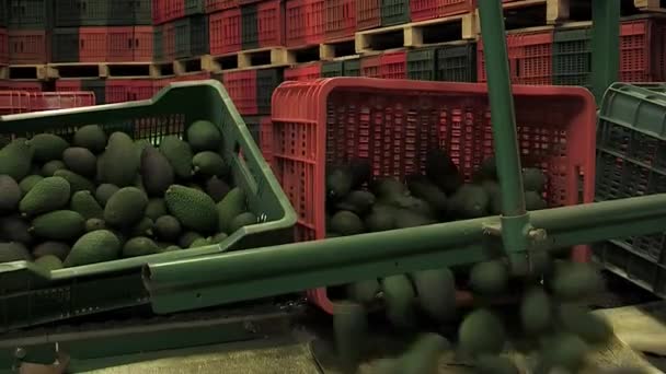 Выгрузка Коробок Авокадо Линию Промышленной Классификации — стоковое видео