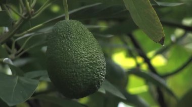 Avokado bir avokado ağacında