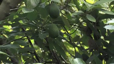 Ağaçta avokado var, yakınlaştır.