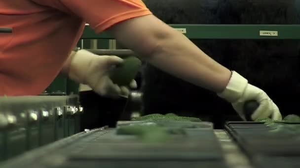 Arbeiter Entkarren Avocados Einem Industriellen Grader — Stockvideo