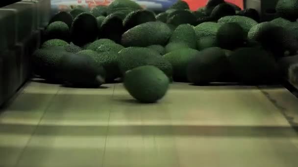 パッケージングポイントに到着するハスアボカド — ストック動画