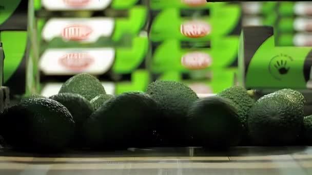 Hass Avocados Die Aankomen Een Industrieel Punt Van Verpakking — Stockvideo