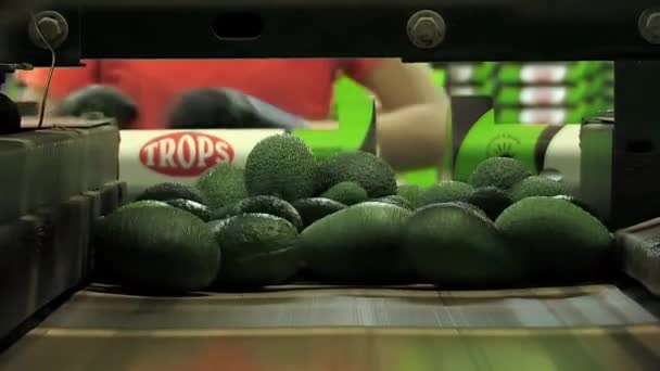 Хасс Авокадо Промышленной Линии Упаковки Зум — стоковое видео