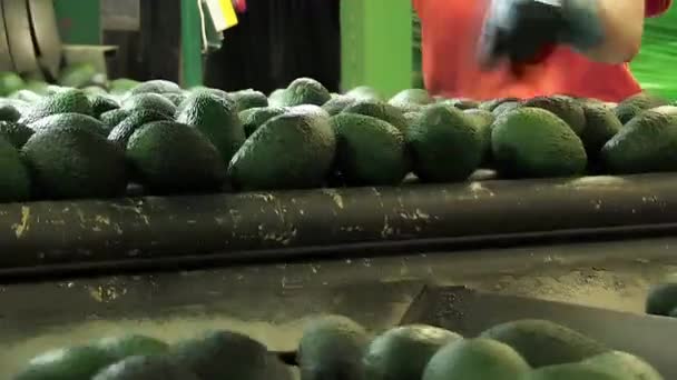 Endüstriyel Sınıflandırmada Avokadolar — Stok video
