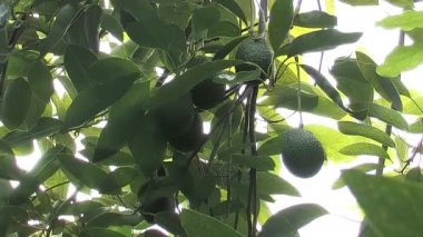 Ağaçtaki avokadolar, uzaklaşın