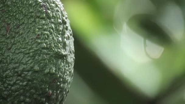 在树上的黑麦鳄梨中粗糙的皮肤 — 图库视频影像