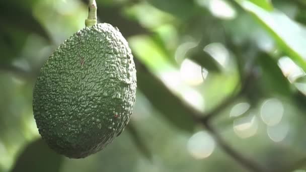 树上的黑鳄梨 — 图库视频影像