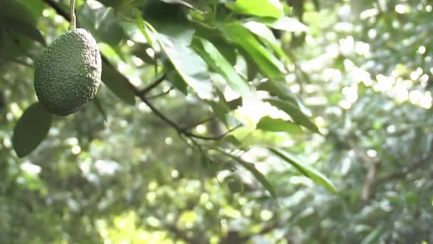 鳄梨树上的黑鳄梨 — 图库视频影像