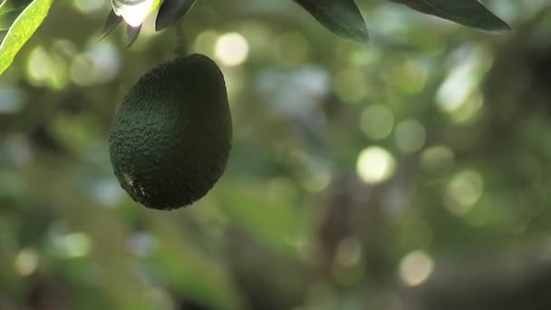 Сбор Авокадо Дереве Авокадо — стоковое видео