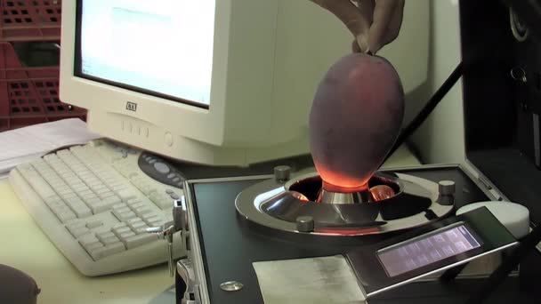 Mango Meyvelerinde Kalite Testi Işınlarla Çalışan Bir Endüstriyel Makine — Stok video