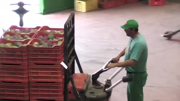 Operatör Depoda Yeni Toplanmış Mango Kutularını Taşıyor — Stok video