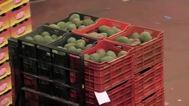 Cajas Móviles Mango Recién Cosechado Almacén Con Carretilla Elevadora — Vídeo de stock