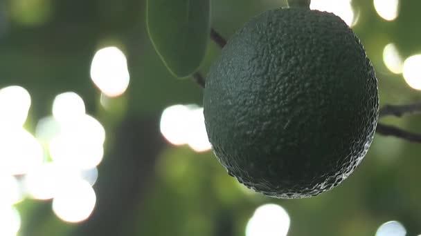 Авокадо Висит Ветке Авокадо — стоковое видео