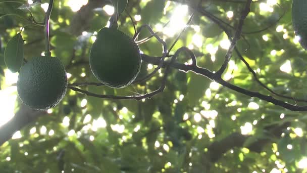 Avocados Κρέμεται Κλαδί Του Δέντρου Αβοκάντο — Αρχείο Βίντεο