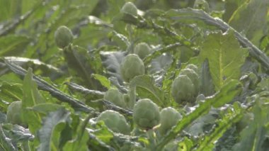 Tarım çiftliğindeki enginarlar Cynara Skolymus.