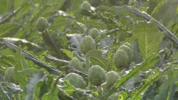 Alcachofas Una Plantación Agrícola Cynara Scolymus — Vídeos de Stock