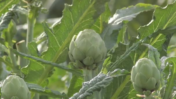 Alcachofras Planta Uma Plantação Agrícola Cynara Scolymus — Vídeo de Stock