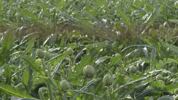 Plantación Agrícola Alcachofas Cynara Scolymus — Vídeos de Stock