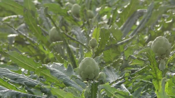 Artichauts Naturels Dans Une Plantation Agricole Cynara Scolymus — Video