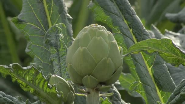 Artichaut Naturel Dans Une Plantation Agricole Cynara Scolymus — Video