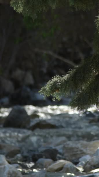 枞树枝干生长在一条小河中的水面上 4K垂直 — 图库视频影像