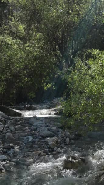 山中流淌的天然河流 4K垂直 — 图库视频影像