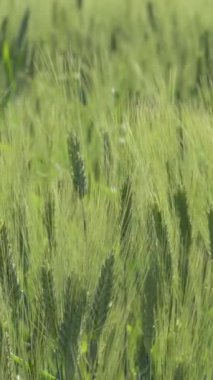 Gün batımında mısır gevreği arpası ya da çavdar. 4K Dikey