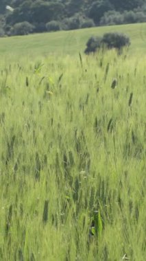 Gün batımında tarlada arpa ya da çavdar kulakları