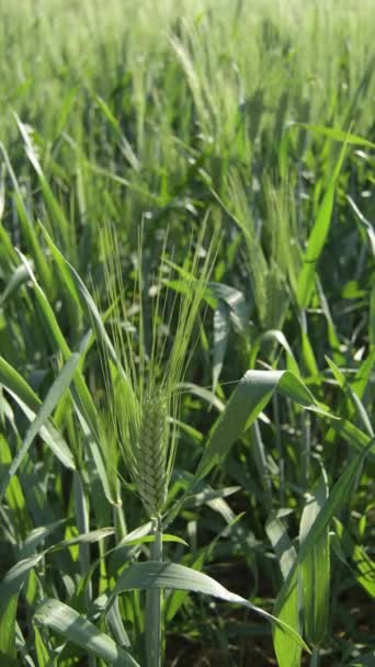 Ear Barley Rye Field Cereals — Stock Video