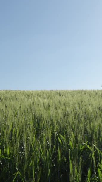 Field Cereals Barley Rye — Stock Video