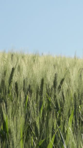 Field Ears Cereal Barley Rye Vertical — Stock Video
