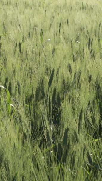 Ears Barley Rye Field Sunset — Stock Video