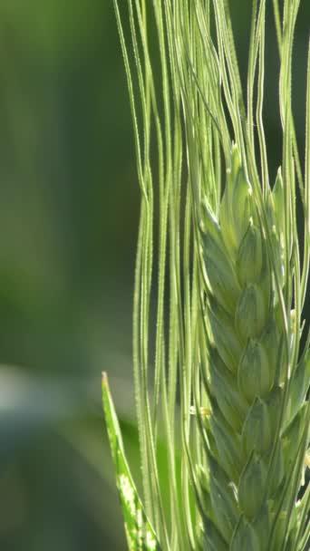 Grains Ear Cereals Barley Rye Sunset — Stock Video