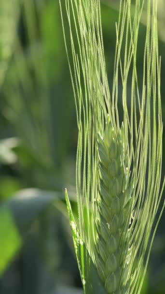 Ear Cereal Barley Rye Vertical — Stock Video