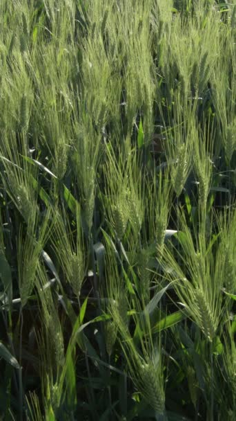 Ears Barley Rye Field Vertical — Stock Video