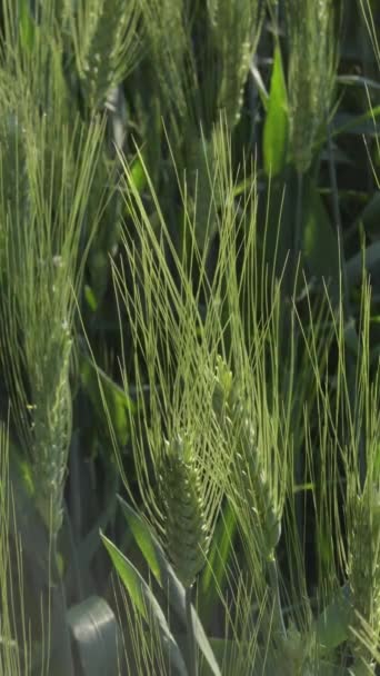 Ears Cereal Barley Rye Vertical — Stock Video