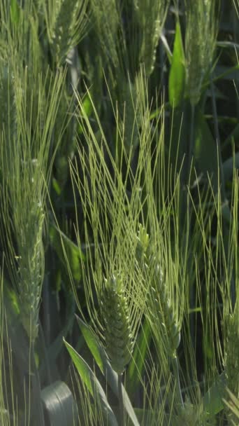 Ears Cereals Barley Rye Cereal Field Vertical — Stock Video