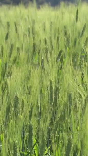 Campo Cereales Cebada Centeno Atardecer — Vídeos de Stock