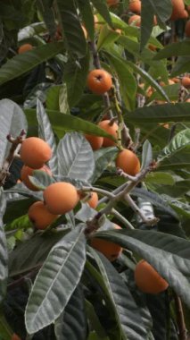 Loquat ağacının dalındaki sütunlar. 4K Dikey