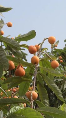 Loquat ağacının dalındaki doğal sütunlar. 4K Dikey