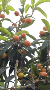 Loquat ağacındaki doğal sütunlar. 4K Dikey