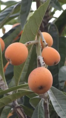 Loquat ağacındaki yeni çarşaflar. 4K Dikey