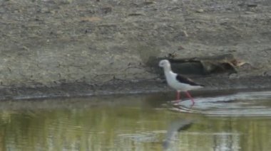 Siyah kanatlı stilt nehirde yürüyor. Himantopus himantopus